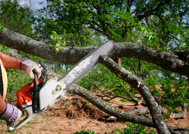 Best Tree Cutting Near Me  in Sequim, WA